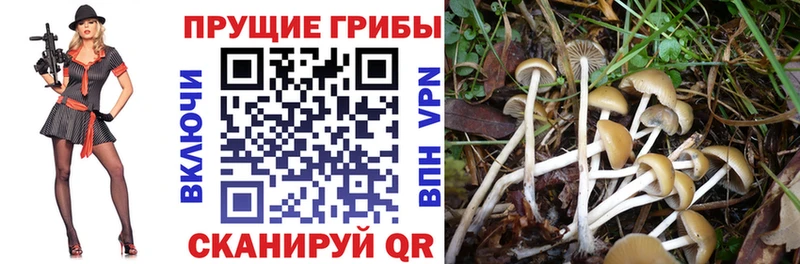 мега ССЫЛКА  Называевск  Псилоцибиновые грибы Psilocybe 